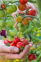 Harvesting Tomato 'Gardener's Delight'