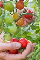Harvesting Tomato 'Gardener's Delight'