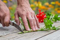 Using a sharp knife remove the bottom of the Pelargonium cutting below the plant node