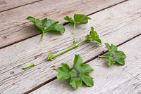 A semi-ripe cutting of Pelargonium 'Villetta Red' Toscana series, with the bottom removed and side leaves