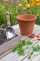 Materials required for planting semi-ripe cuttings of Pelargonium 'Villetta Red' Toscana series