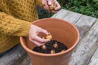 Adding bottom layer of Tulipa 'Synaeda Amor' bulbs into container