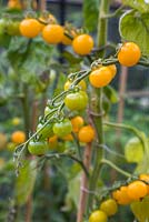 Tomato 'Sungold' - Lycopersicon lycopersicum