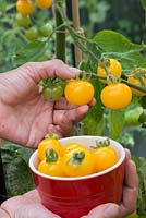 Harvesting Tomato 'Sungold' - Lycopersicon lycopersicum