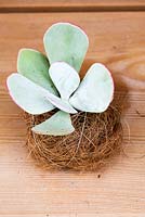 Succulent with root ball wrapped in basket of organic material. 