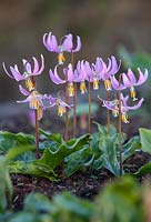Erythronium revolutum 'Rose Beauty' American Trout Lily, Trout Lily.