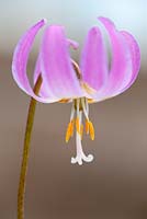 Erythronium revolutum 'Pink Beauty' American Trout Lily, Trout Lily. 