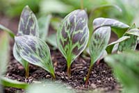 Erythronium dens-canis 'Moerheimii, Dog's Tooth Violet, Adder's Tongue.  Perennial, May. Portrait of marbled young foliage.