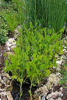 Pontederia cordata - Pickerel Weed