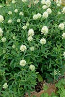 Trifolium pannonicum 'White Tiara' - Hungarian Clover