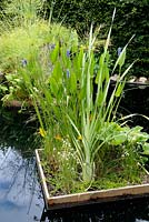 Pontederia cordata var. lancifolia with Dichromena colorata and Cyperus in a pond