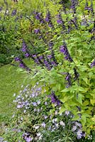 Salvia x 'Amistad' underplanted with Aster and Geranium in late summer flowerbed