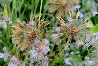 Tragopogon porrifolius - Salsify seedheads