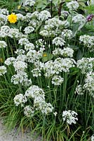 Allium tuberosum - Chinese Chive