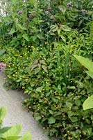 Acmella oleracea syn. Spilanthes oleracea - Paracress