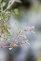 Thymus vulgaris 'Silver Posie'