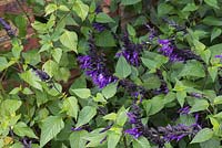 Salvia 'Amistad'