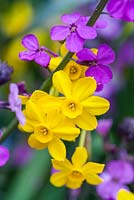 Narcissi Jonquilla Baby Moon and Erysimum 'Bowles Mauve' - April