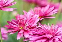 Argyranthemum frutescens Daisy Crazy 'Summersong Dark Rose' - May