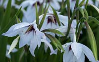 Gladiolus murielae, syn. Abyssinian gladiolus