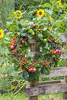 An Autumnal Berry wreath featuring Wild Crab Apples, Hawthorn - Crataegus, Sloe berries - Prunus spinosa, Rose hips, English Oak - Quercus robur and Crocosmia seed heads