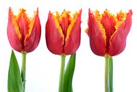 Tulipa 'Davenport' - Fringed Group 