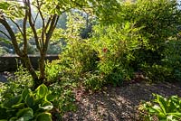 Gravel path leading through woodland planting featuring Acer japonicum 'Aconitifolium', Paeonia delavayi and Hosta 'Earth angel' - May, Scalabrin Laube Garten, Switzerland