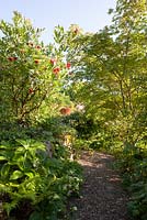 Gravel path leading through spring woodland planting with stone wall featuring a mature Paeonia delavayi - May, Scalabrin Laube Garten, Switzerland