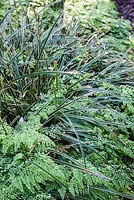 Adiantum raddianum and Liriope spicata 'Variegata' - maidenhair fern and lilyturf - May, Scalabrin Laube Garten, Switzerland