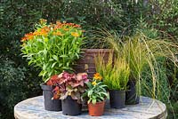Plants for autumnal pot with Helenium. Featuring Cheiranthus 'Sugar Rush Orange', Heuchera 'Blondie' Little Cuties series, Erica sparsa, Carex 'Prairie Sky' and Helenium mexicanum 'Poncho'