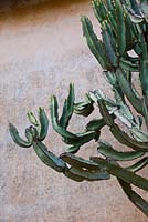 Euphorbia canariensis against wall 