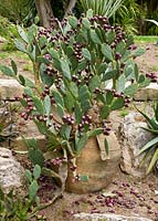 Opuntia vulgaris dell'etna in terracotta container. La Case Biviere, Near Lentini, Sicily