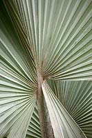 Bismarckia nobilis - Bismark Palm. La Case Biviere, Near Lentini, Sicily