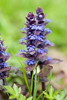 Ajuga reptans - Bugle, April - Surrey