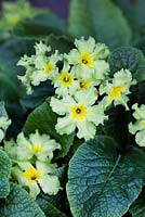 Primula 'Francisca' - Polyanthus. June. Hampshire