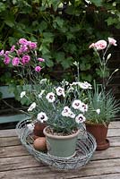 Dianthus 'Stargazer' Single fringed white blooms with a deep maroon eye Dianthus 'Doris' and Dianthus 'Moulin Rouge' growing in pots displayed in wire basket on table 