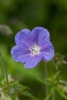 Geranium clarkei 'Kashmir' - purple hardy rhizomatous perennial