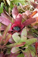 Neoregelia in bloom with water collected in centre of plant perennial Bromeliads used as colourful ground cover in Brisbane Queensland Australia subtropical area