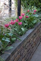 Tulipa viridiflora 'Dolls Minuet' growing in a raised bed in the front garden with Stipa arundinacea and Helictotrichon sempervirens 