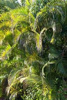 Dypsis lutescens - yellow cane palm fronds in morning sunlight. Airlie beach, Queensland Australia