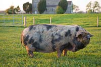 The parish church of St John the Baptist and kunekune pig. Farrington's Farm, Somerset 
