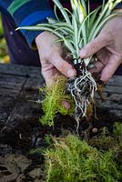 Kokedama, wrap roots with a little damp sphagnum moss 