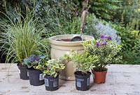 Planting an autumnal container with a variegated colour scheme. Featuring Carex brunnea 'Gold Strips', Euphorbia x martinii 'Ascot Rainbow', Hedera helix 'Golden Kolibri', Ornamental cabbage - Brassica oleracea and Hebe addenda Variegated