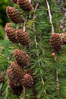 Larix decidua - Close-up of female seed head cones on a European Larch coniferous tree in summer