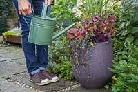 Watering Autumnal container featuring Heuchera 'CoCo' Little Cuties series, Heuchera 'Blondie' Little Cuties series, Ceratostigma plumbaginoides, Mitchella repens and Panicum virgatum 'Shenandoah'