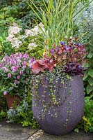 Autumnal container featuring Heuchera 'CoCo' Little Cuties series, Heuchera 'Blondie' Little Cuties series, Ceratostigma plumbaginoides, Mitchella repens and Panicum virgatum 'Shenandoah'