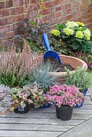 Planting up container with Sedum cauticola, Hebe, Ajuga reptans 'Burgundy Glow', Festuca glauca and Calluna vulgaris