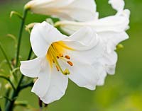 Lilium candidum - mid summer - Kew Gardens