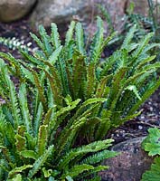 Asplenium scolopendrium  - September - Copenhagen Botanical Garden, Denmark