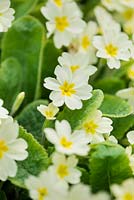 Primula vulgaris